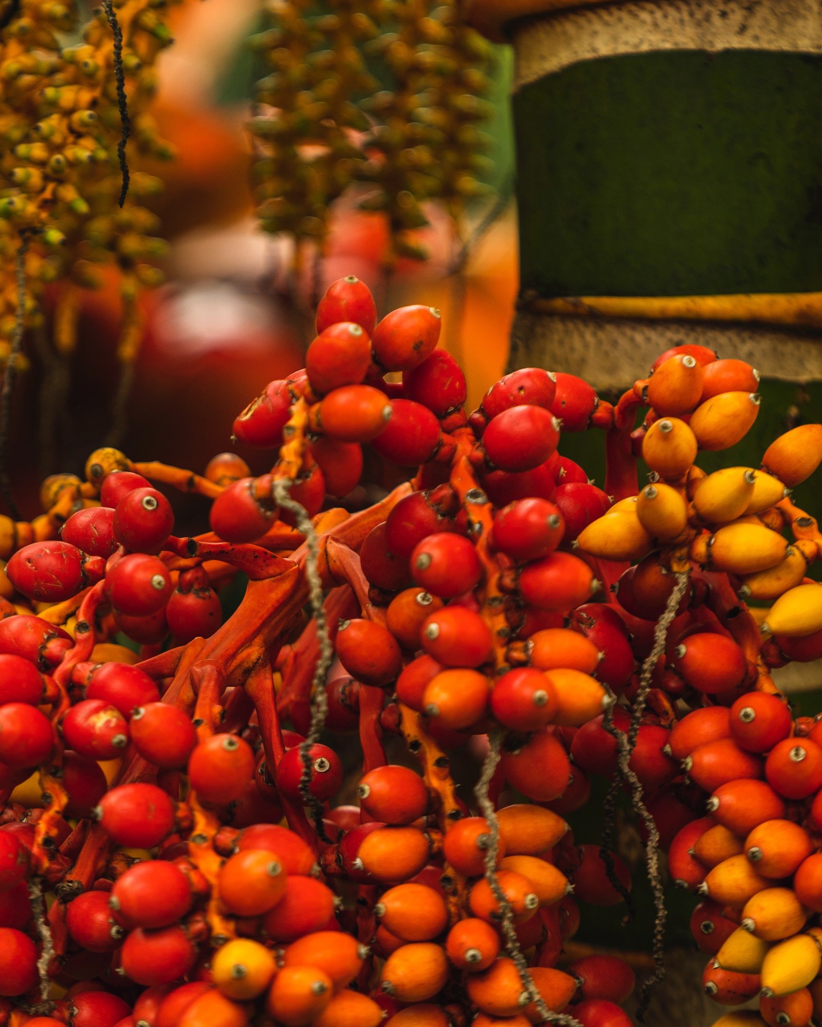Date Palm